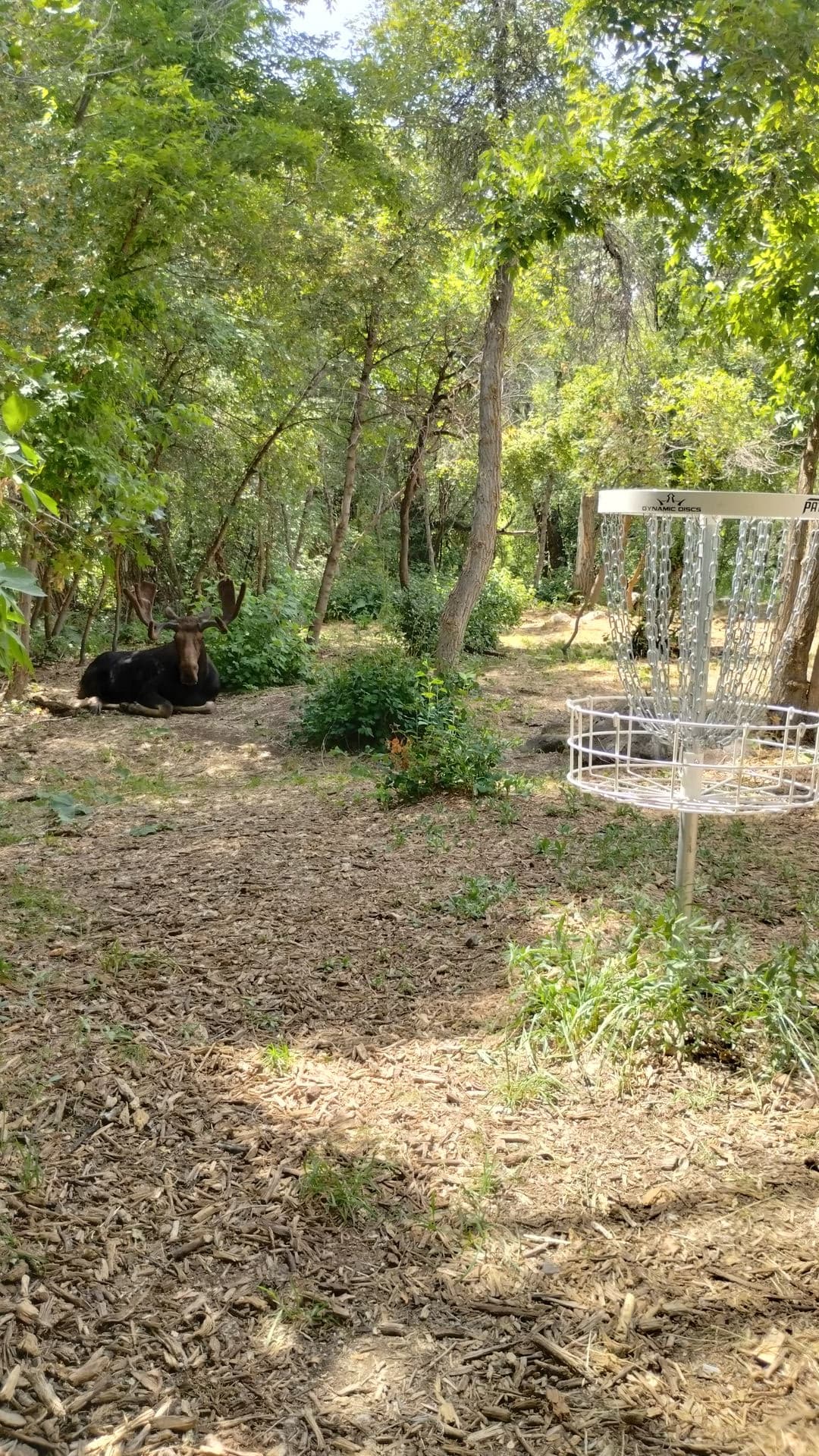 Wasatch Wunder disc golf course in Midway